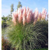 Pampová tráva - Cortaderia selloana ´Pink Phantom´