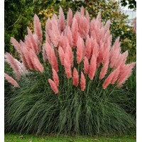 Pampová tráva - Cortaderia selloana ´Pink Phantom´