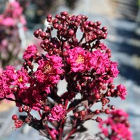 Myrta krepová - Lagerstroemia indica Black Solitaire ´Mystic Magenta´- 90/110cm