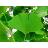 Ginko dvojlalo?né - Ginkgo biloba ´Fastigiata Blagon´- na 220cm kmeni