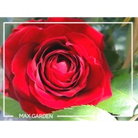 Ruža popínavá -vo?avá - Rosa ´EDITH PIAF ®´ - na špalieri 120x120cm