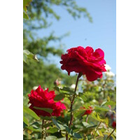 Ruža popínavá -vo?avá - Rosa ´EDITH PIAF ®´ - kuželový tvar - 100/110cm