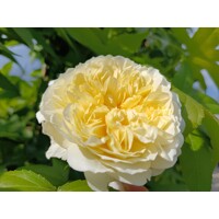 Ruža popínavá -vo?avá - Rosa ´The Pilgrim´ - na špalieri - 120x120cm