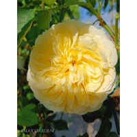 Ruža popínavá -vo?avá - Rosa ´The Pilgrim´ - na špalieri - 120x120cm