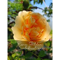 Ruža popínavá - Rosa ´Golden Celebration´- na špalieri 120x120cm