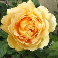 Ruža popínavá - Rosa ´Golden Celebration´- na špalieri 120x120cm