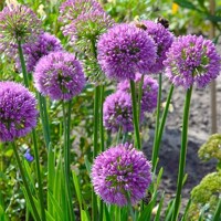Okrasný cesnak - Allium ´Lavander Bubbles´