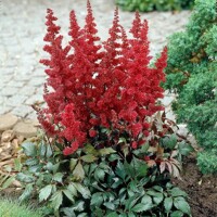 Astilba - Astilbe Arendsii ´Fanal´