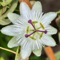 Mu?enka - Passiflora caerulea ´Biela´ - 25+ cm