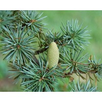 Céder atlantský - Cedrus atlantica 'GLAUCA' -  250-300cm