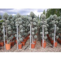 Cyprus arizónsky - Cupressus arizonica ´Fastigiata´  - 180/200cm POM POM