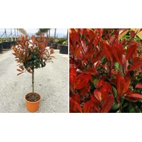 Červienka, Fotínia - Photinia fraseri ´Red Robin´ Co10L  1/2 kmeň