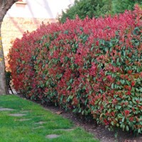 Červienka, Fotínia - Photinia fraseri ´Red Robin´ Co10L  1/2 kmeň