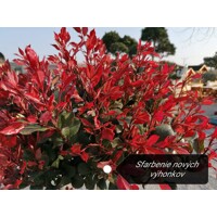 Červienka, Fotínia - Photinia fraseri ´Red Robin´ Co10L  1/2 kmeň