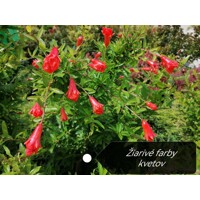 Granátovník púnsky  - Punica granatum var. ´Nana´ - na 30cm kmeni