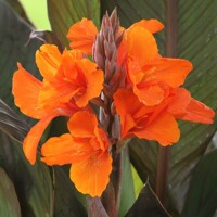 Canna indica ´Orange Shades´ - Kana indická
