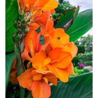 Canna indica ´Orange Shades´ - Kana indická