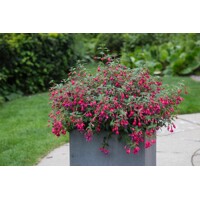 Fuchsia ´?ervená/fialová´  - 40/50cm
