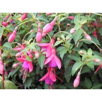 Fuchsia ´?ervená/fialová´  - 40/50cm