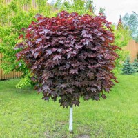 Javor mlie?ny - Acer platanoides ´Crimson King Globe´ - na vysokokmeni