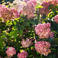 Hortenzia metlinatá - Hydrangea paniculata ‘Petite Cherry’
