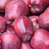 Jablo? - Malus domestica 'Starking'  - zimná
