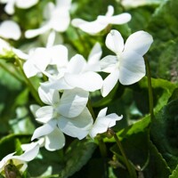 Viola sororia ´Albiflora´