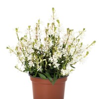 Gaura lindheimeri ´Graceful Blush´