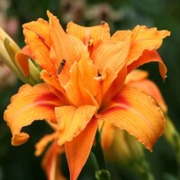 ?aliovka – Hemerocallis ´Apricot Beauty´