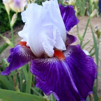 Iris germanica ´Belle de Nuit´