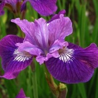 Iris sibirica ´Rosy Bowls´