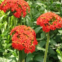 Lychnis chalcedonica