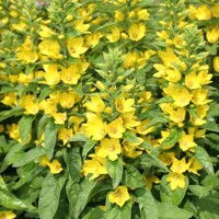 Lysimachia puncata