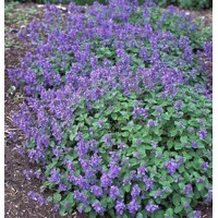 Nepeta racemosa 'Little Titch'
