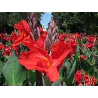 Canna indica - Kana indická - ?ervená - 50+cm