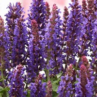 Salvia nemorosa ‘Blue Bouquetta’
