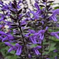 Salvia 'Lake Onega Improved'
