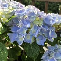 Hortenzia kalinolistá - Hydrangea macrophylla ´Hi River Blue´