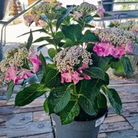 Hortenzia kalinolistá - Hydrangea macrophylla 'Nizza' - 20/30cm