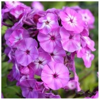 Flox metlinatý - Phlox paniculata ´Famous Purple´