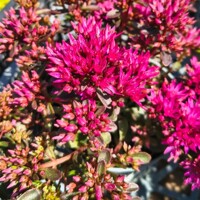 Sedum ‘Deep Rose’ – suchomilný rozchodník s tmavoružovými kvetmi