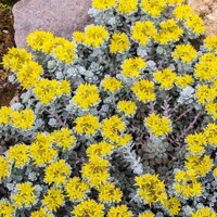 Sedum spectabile 'Cape Blanco'