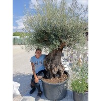 Olivovník európsky na starom kmeni – exkluzívny strom do záhrady | Maxgarden