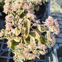 Sedum ‘Frosty Morn’ – panašovaný rozchodník s ružovými kvetmi