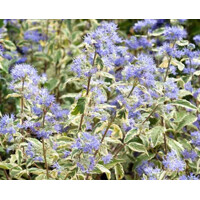 Caryopteris x clandonensis 'White Surprise'- 15/20cm