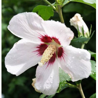 Hibiscus syriacus ‘Red Heart’ – ibištek sýrsky s bielymi kvetmi a červeným srdcom