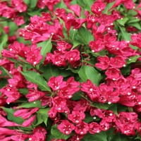 Vajgela kvetnatá - Weigela florida 'All Summer Red' - 30/40cm