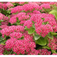 Sedum telephium ´Herbstfreude´ K9