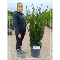 Tis prostredný - Taxus x media ´Hillii´ -110/130cm (kore?ový bal)