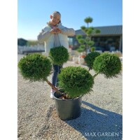 Juniperus × media ‘Mint Julep’ bonsai – borievka s koreňovým balom